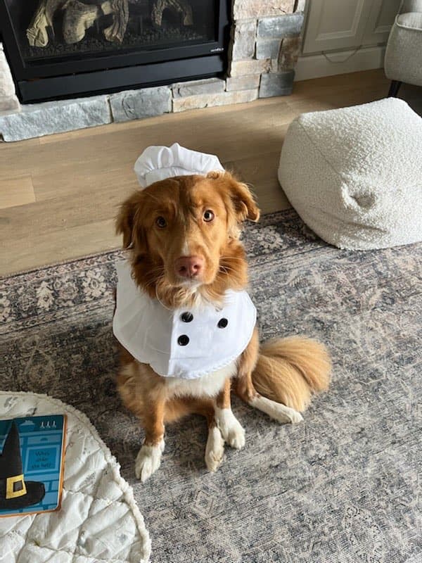 A dog dressed as a chef