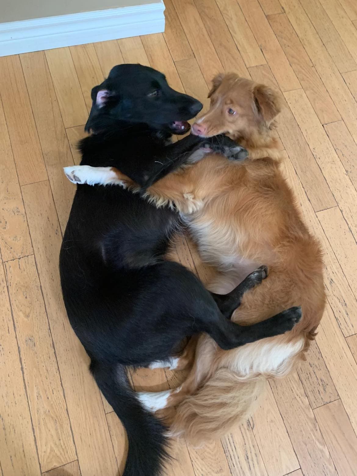 A dog cuddling with another dog