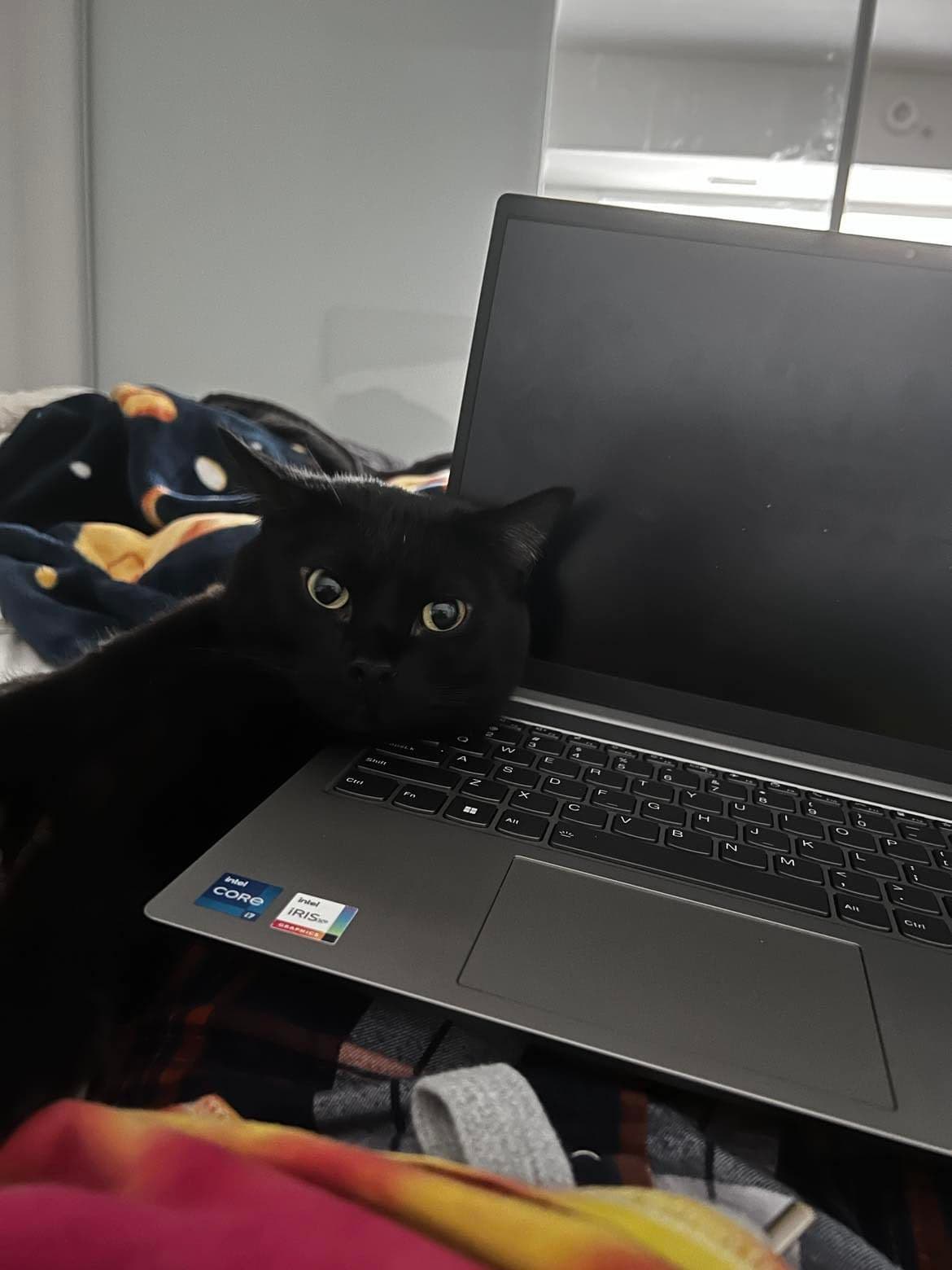 A cute black cat resting his head on a laptop