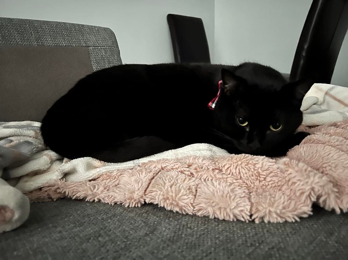 A cute black cat resting on a blanket