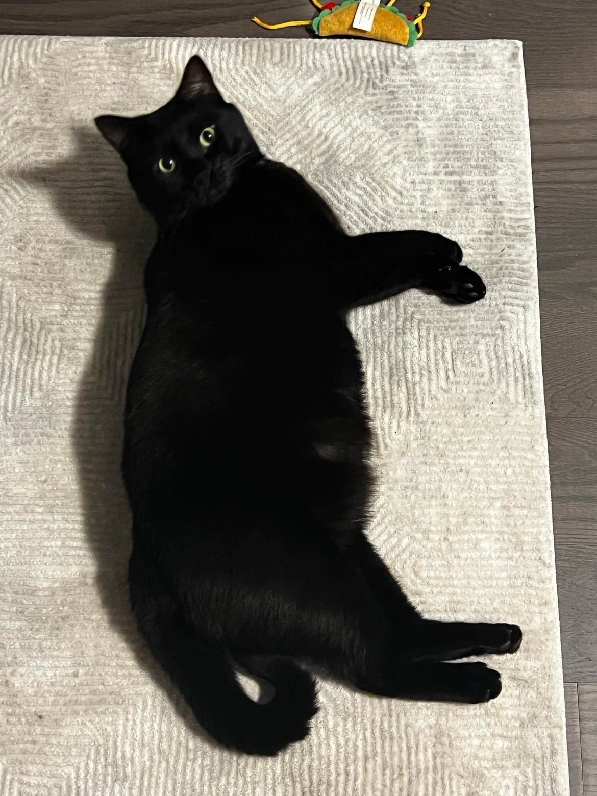 A cute black cat staring lying down