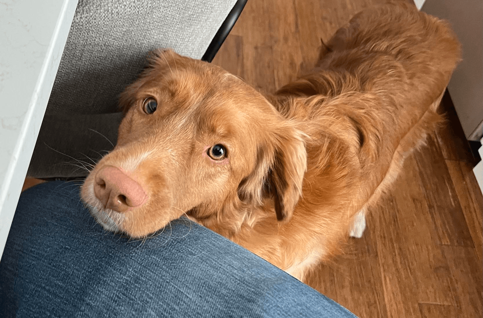 A dog looking up wanting food