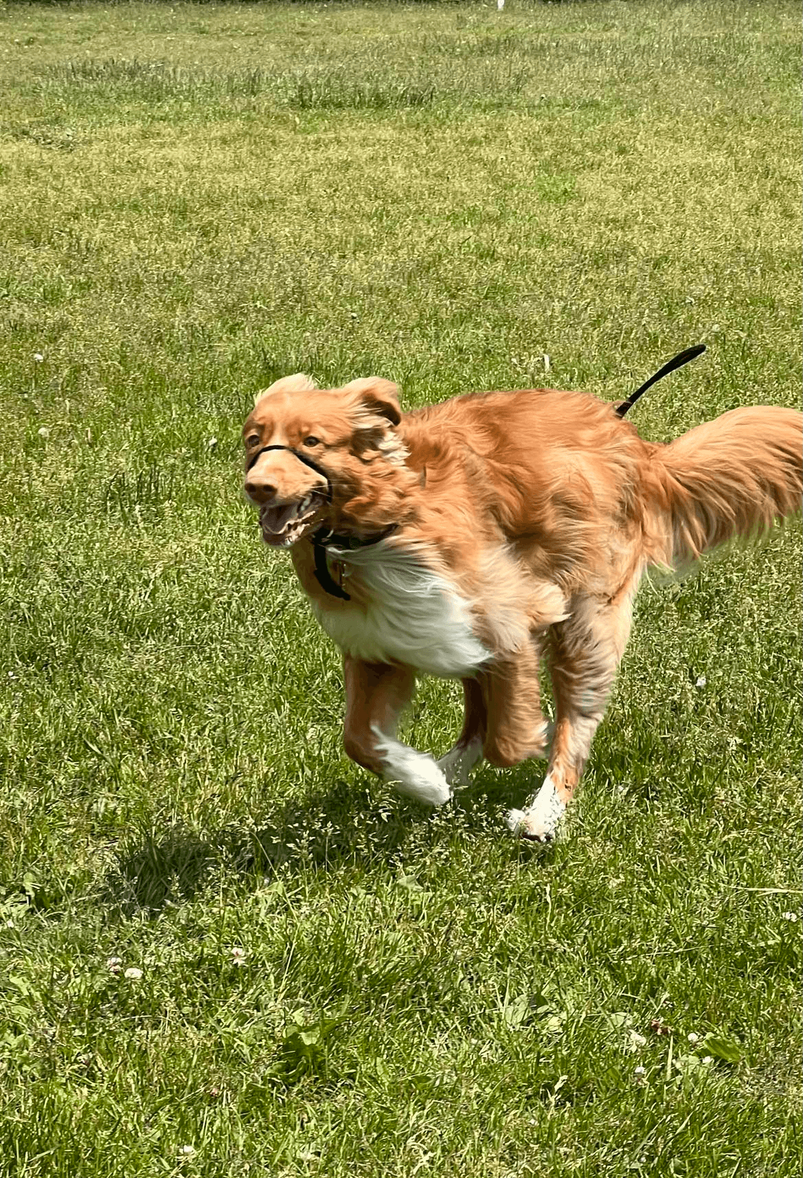 A dog running down a field