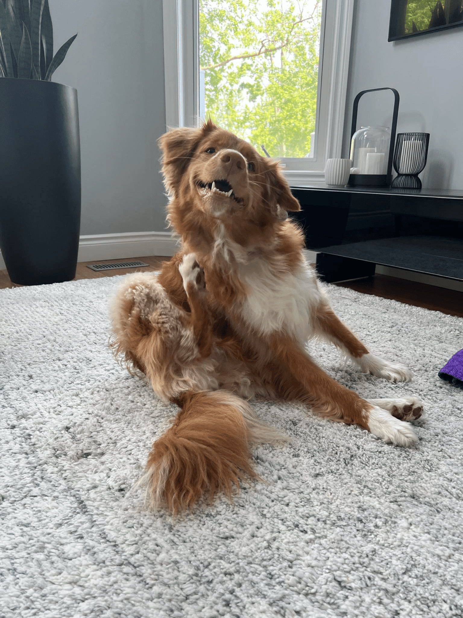 A dog resting on a pillow