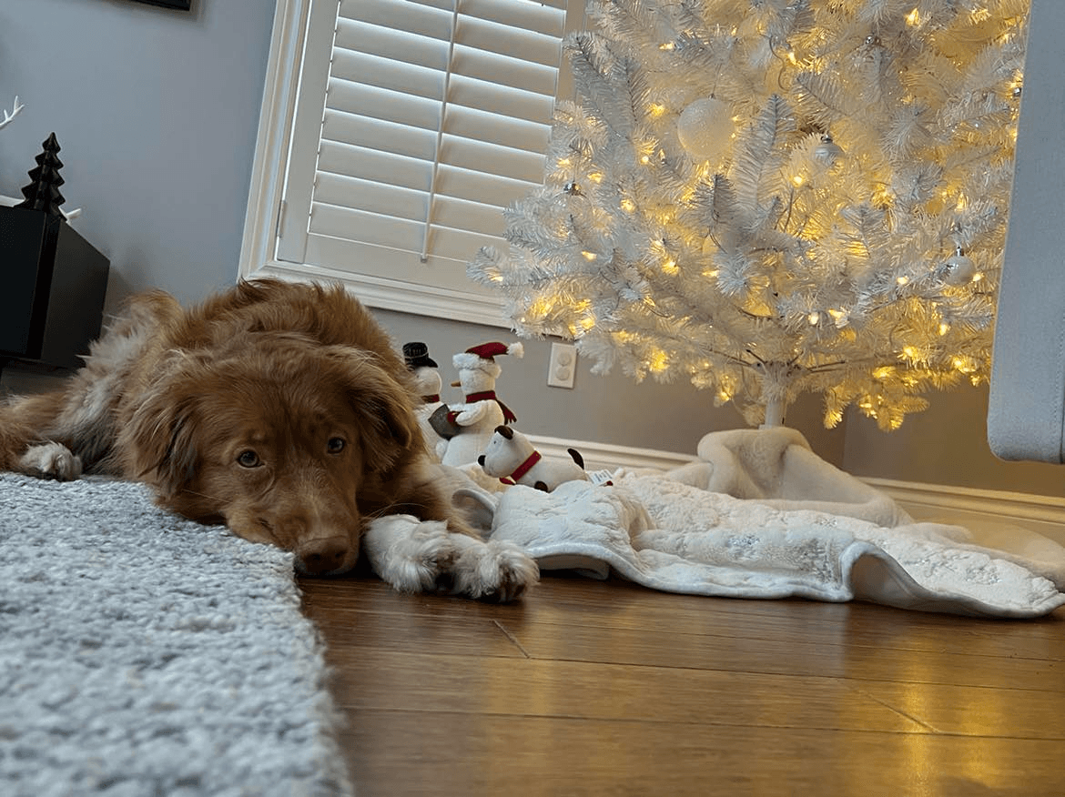 A dog resting under a white Christmas tree