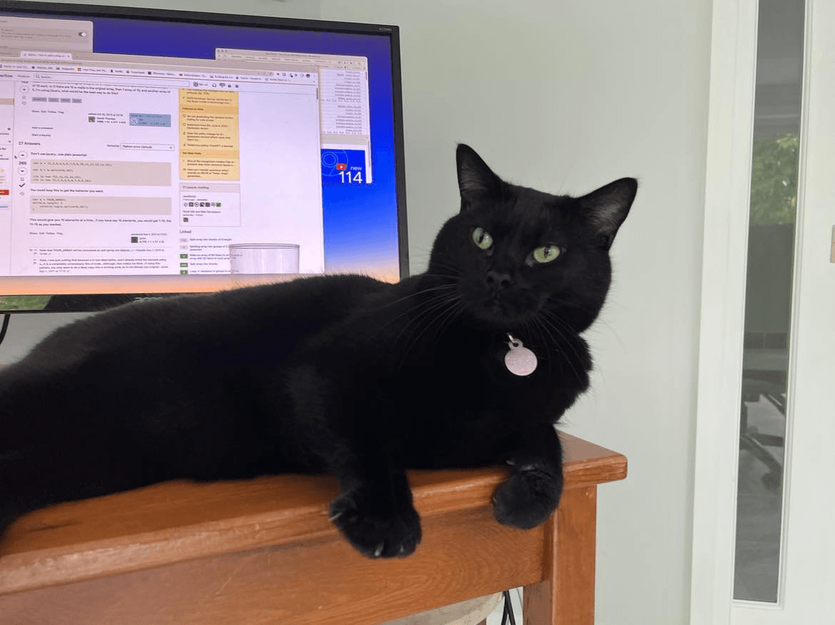 A cute black cat lying in front of a computer