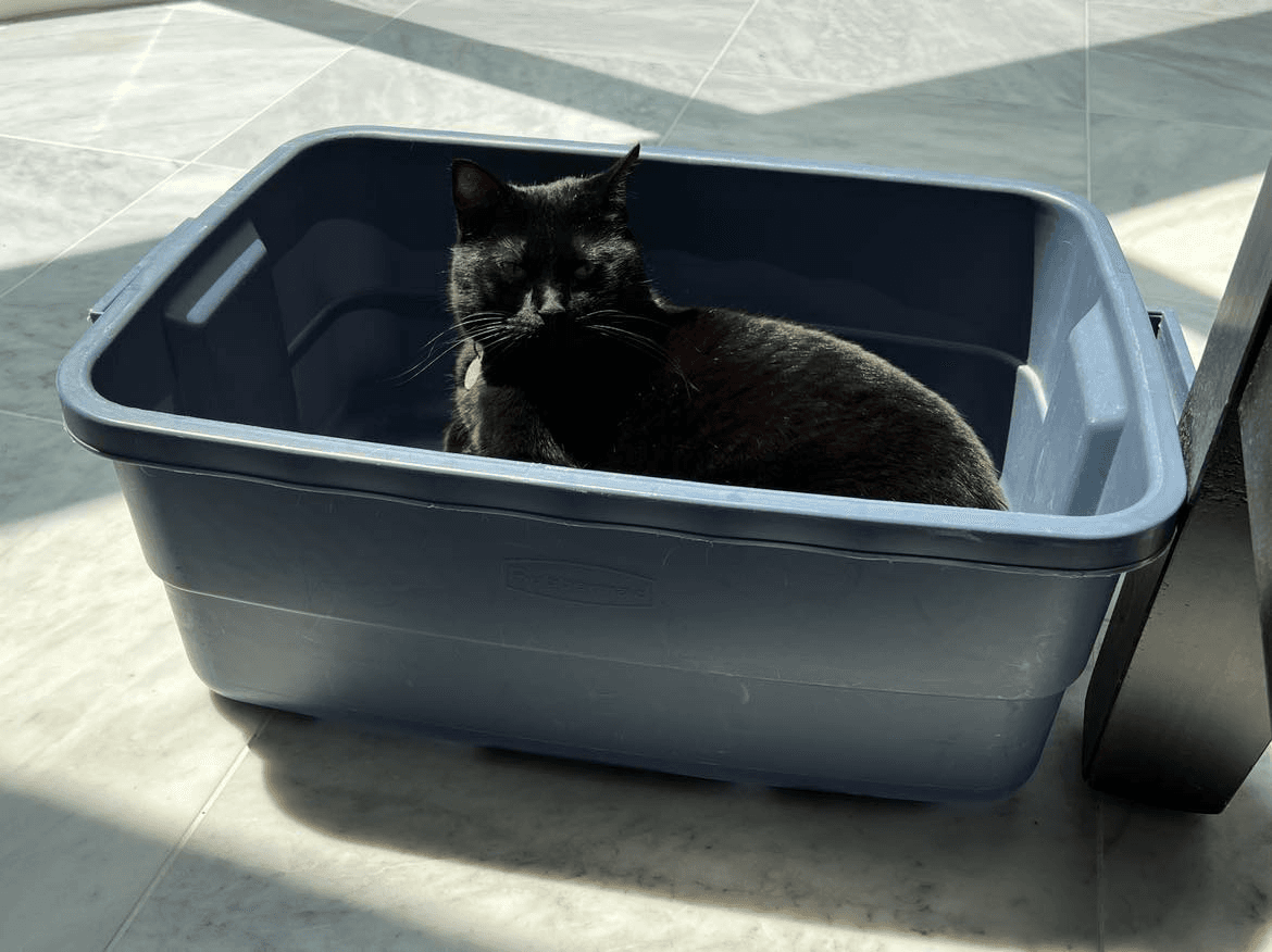 A cute black sitting in a blue container