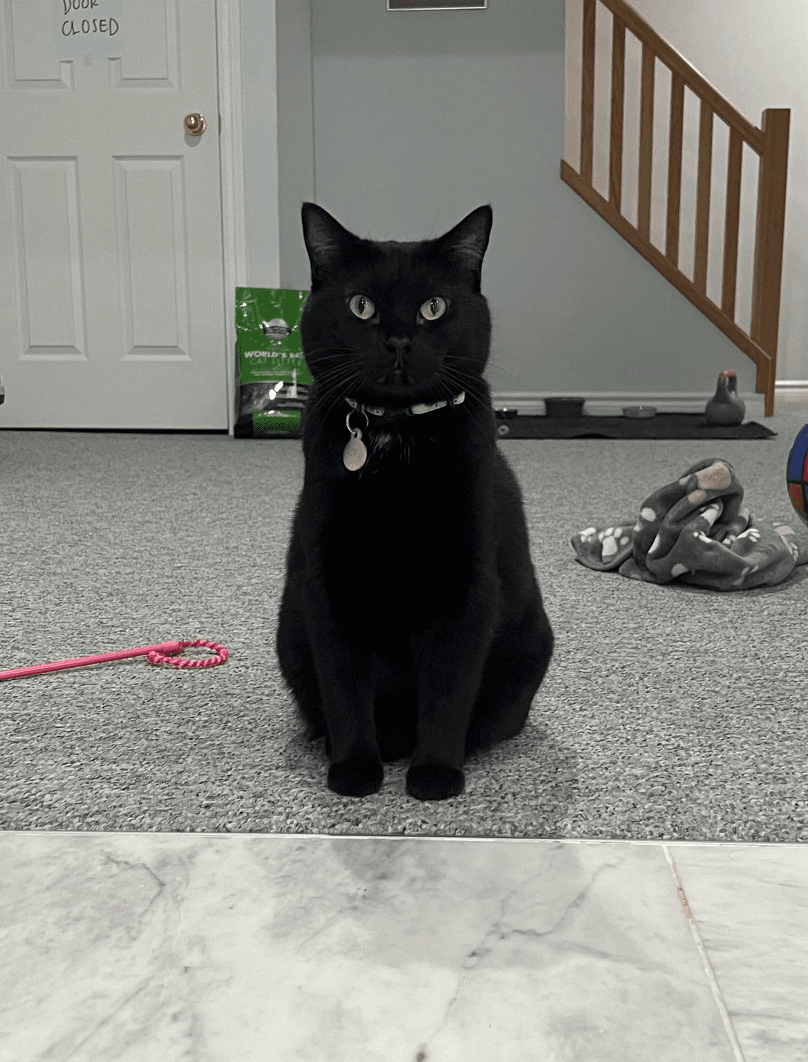 A cute black cat sitting with perfect posture