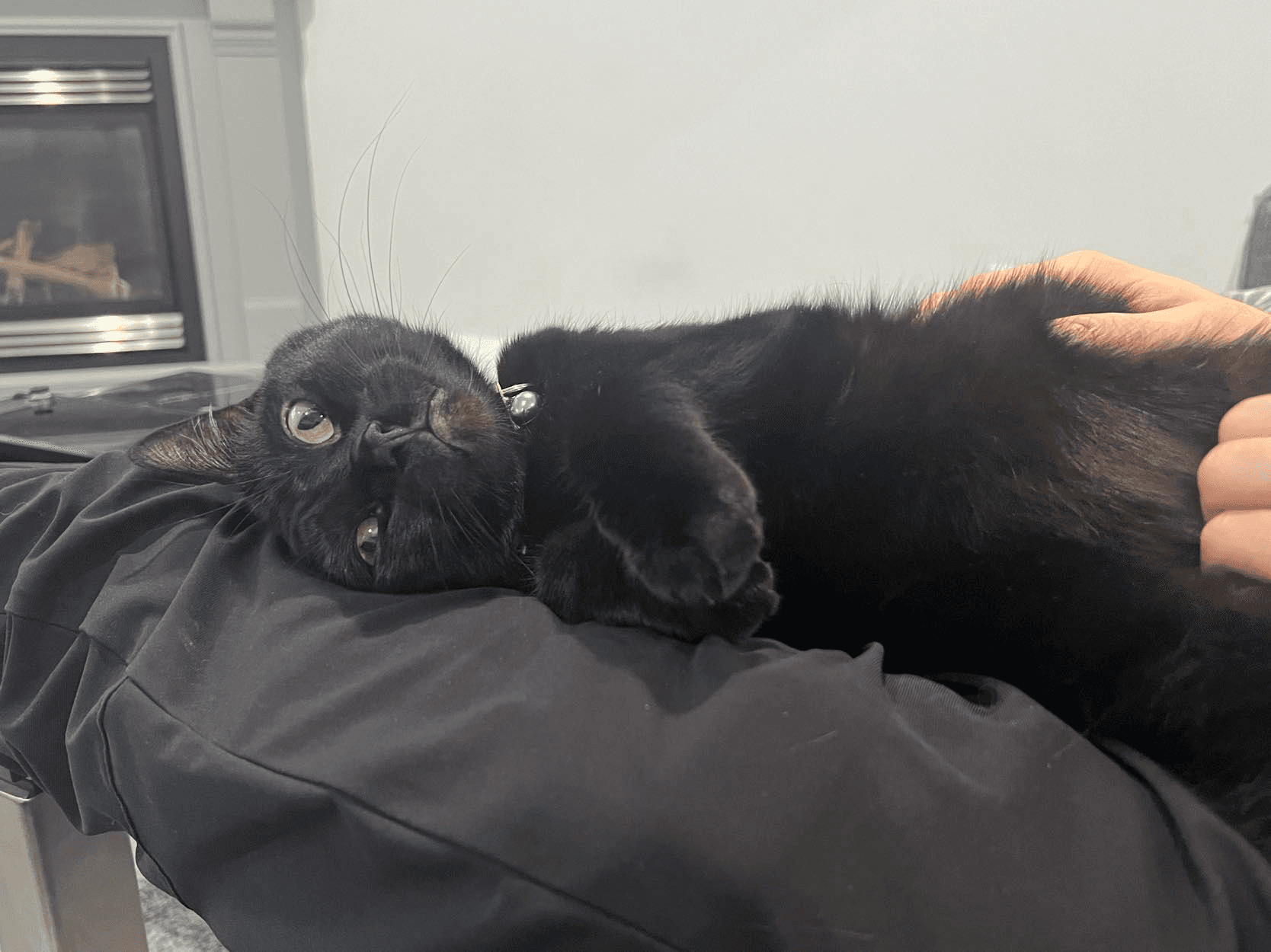 A cute black cat resting upside down on someone's lap