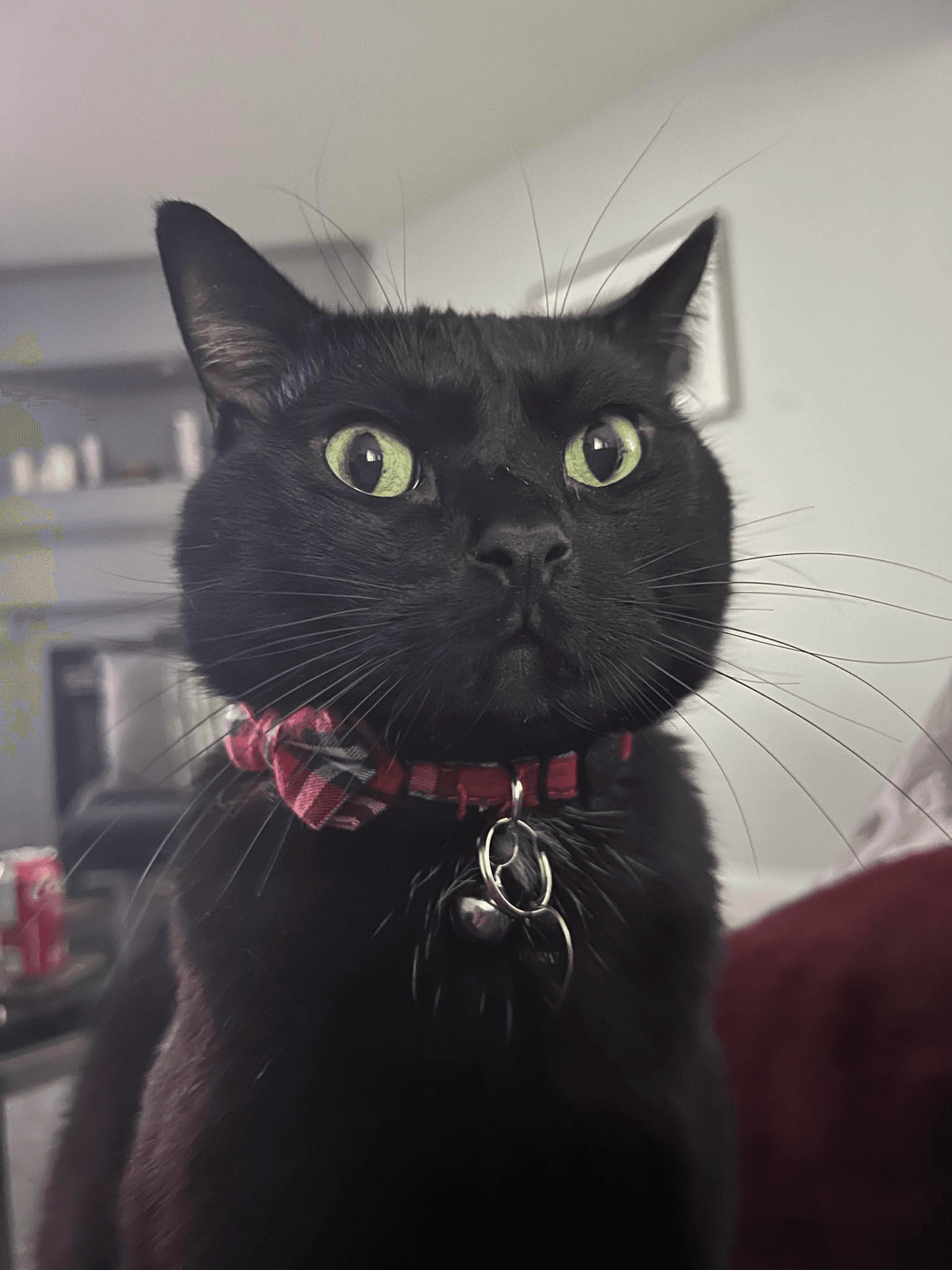 A cute black cat wearing a red bow tie close up 